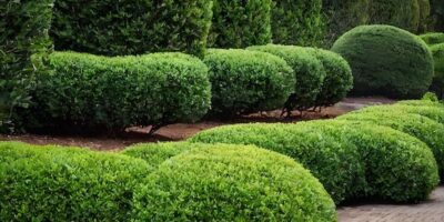 Buchsbäume