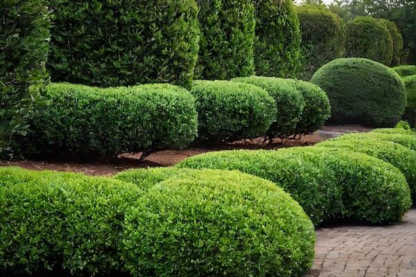 Buchsbäume